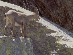 Steenbok