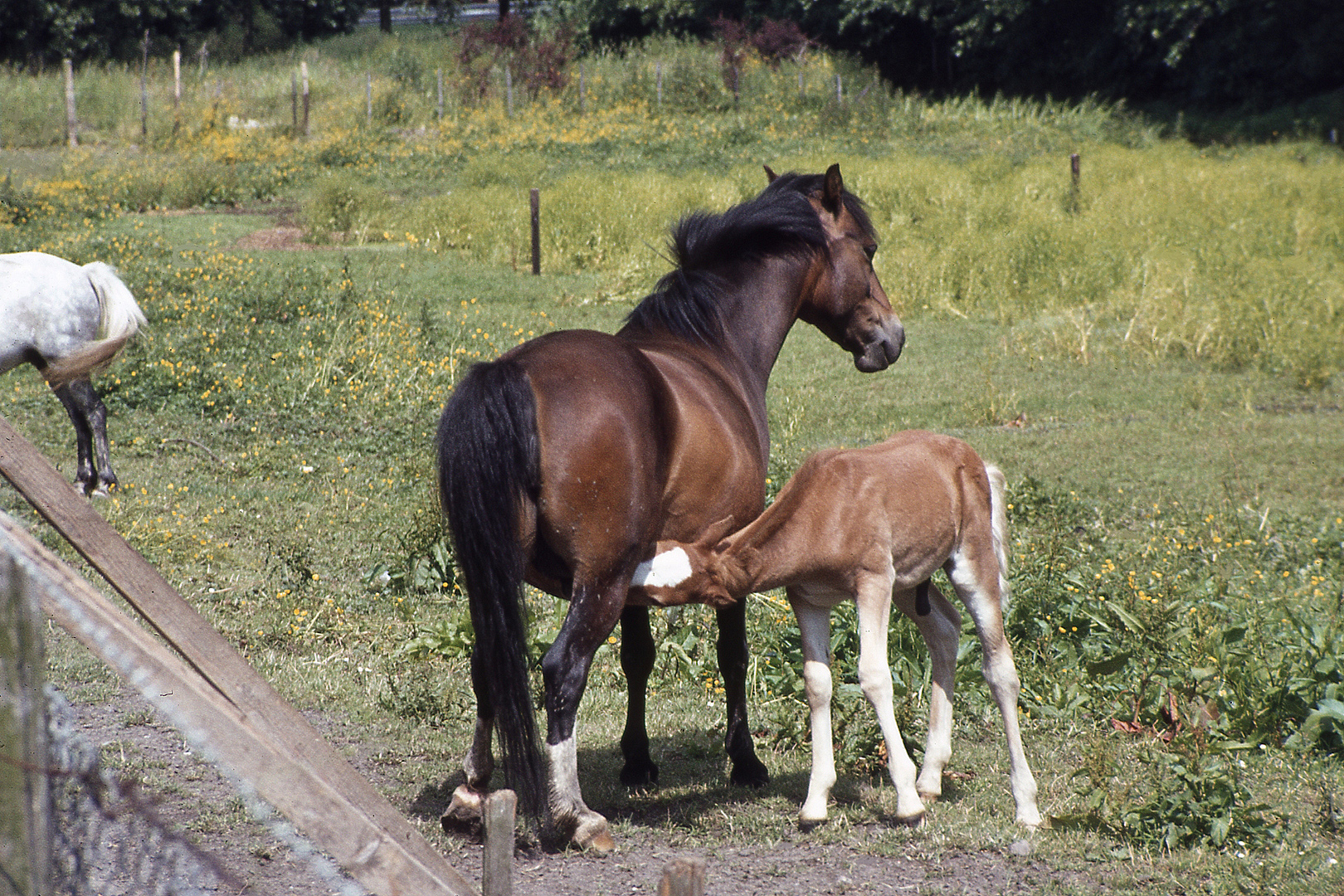 Drinkend veulen, Foal drinking, Rotterdam, Netherlands