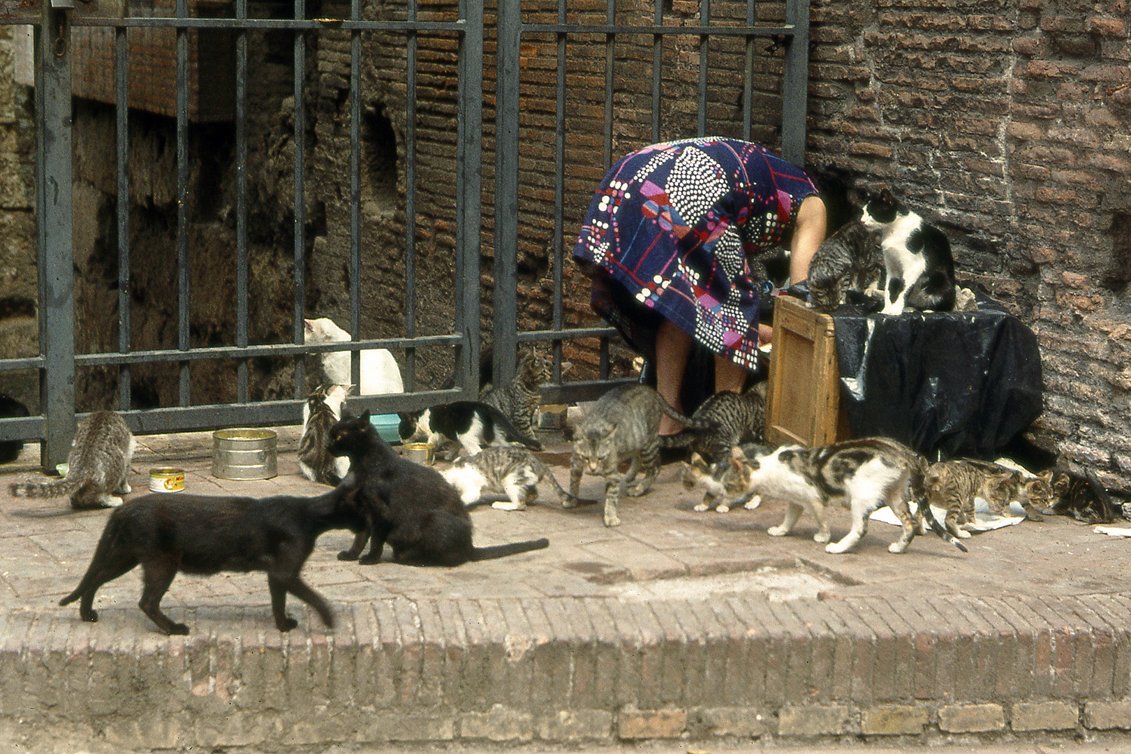 De katten van Rome, Itali, The cats of Rome, Italy