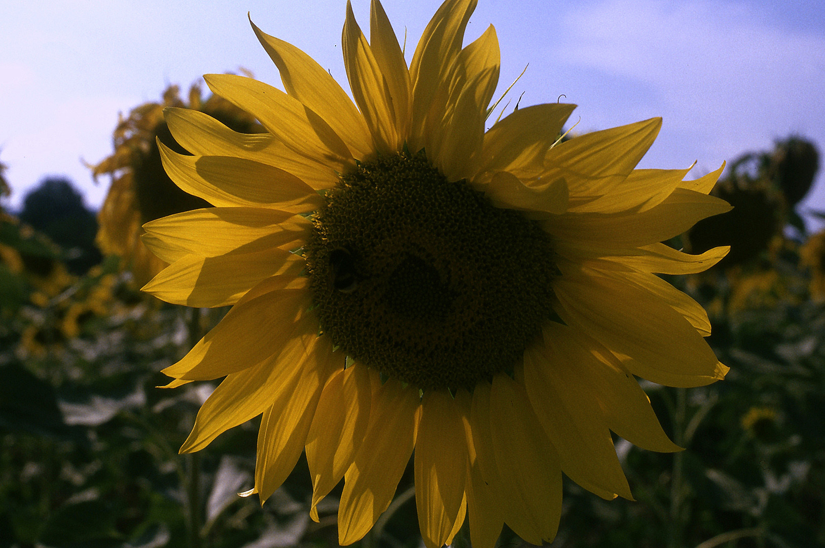 Zonnebloem in Toscane, Sunflower in Tuscany