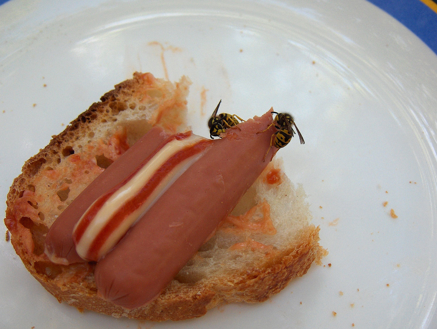 Wespen eten onze knakworst op; wasps eating our sausages