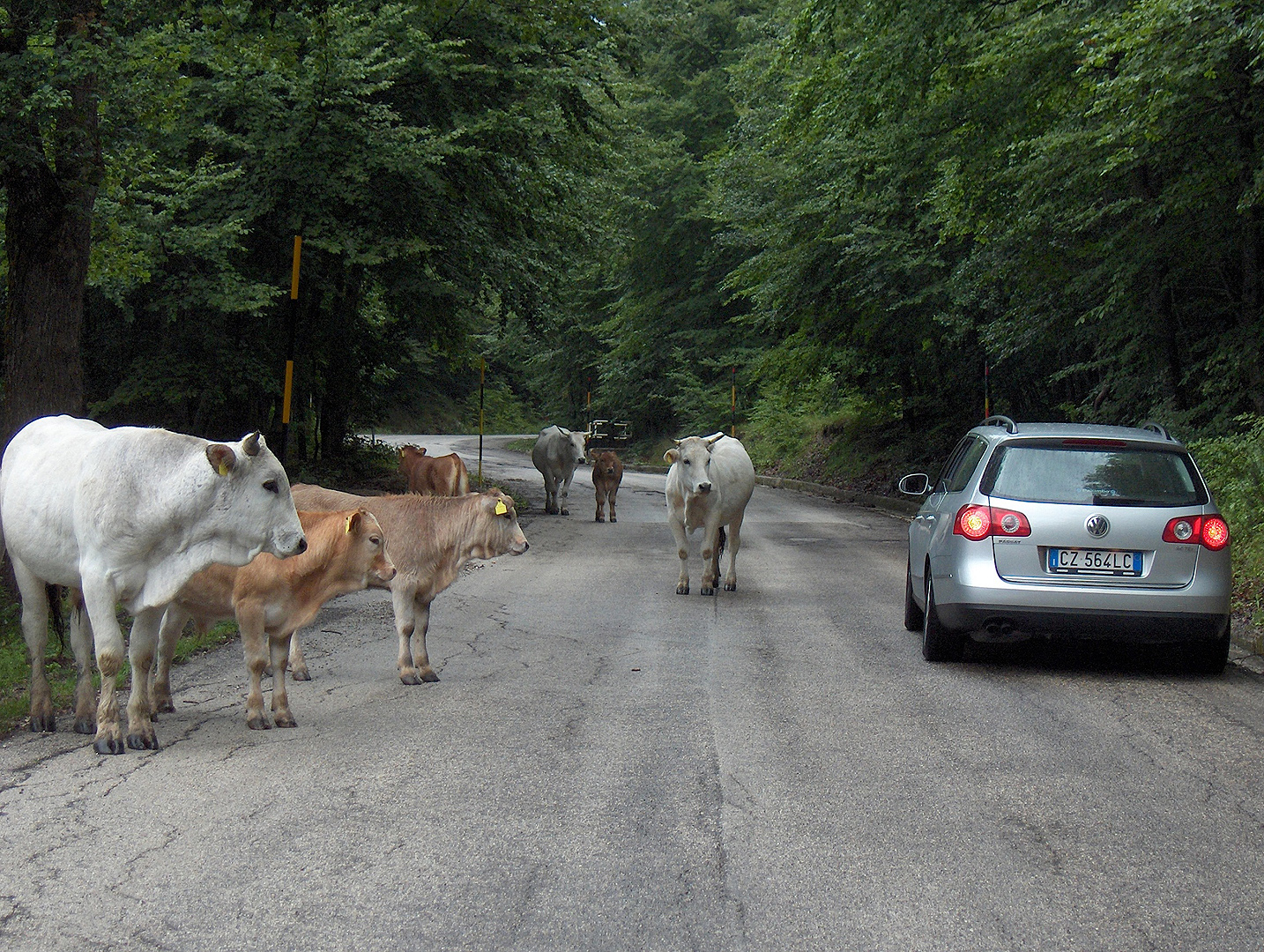 Koeien bij Pizzoferrato (Abruzzen Itali); Cows near Pizzoferrato (Abruzzo, Italy)