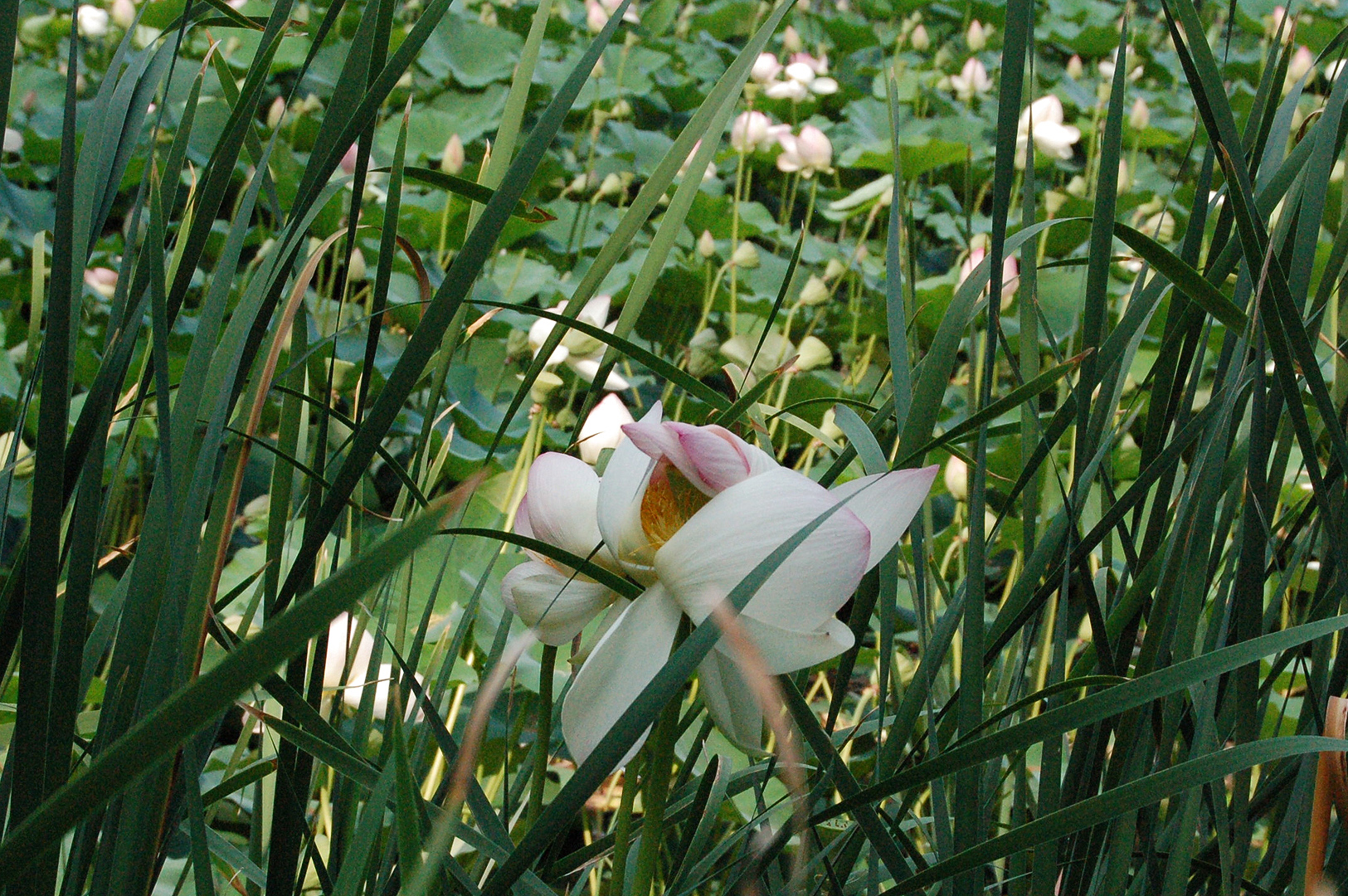 Bloemen in park Demidoff (Vaglia, Toscane), Flowers in Park Demidoff (Vaglia, Tuscany)