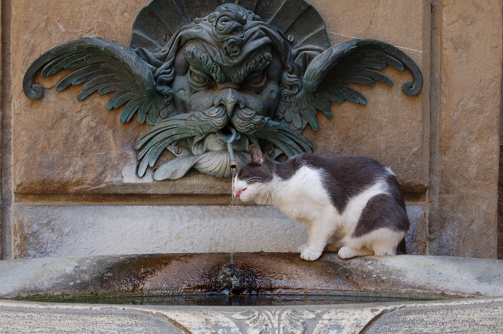 Drinkende kat (Florence, Itali); Drinking cat (Florence, Italy)