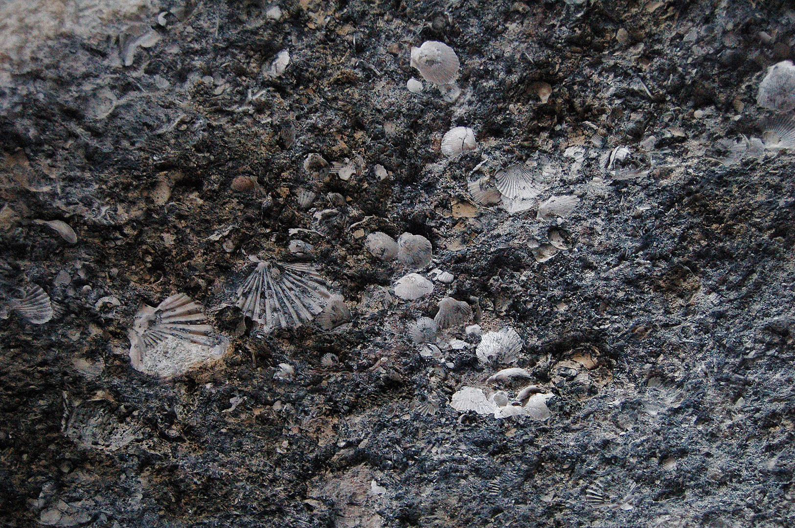Fossils (Apuli, Itali), Fossielen (Apulia, Italy)