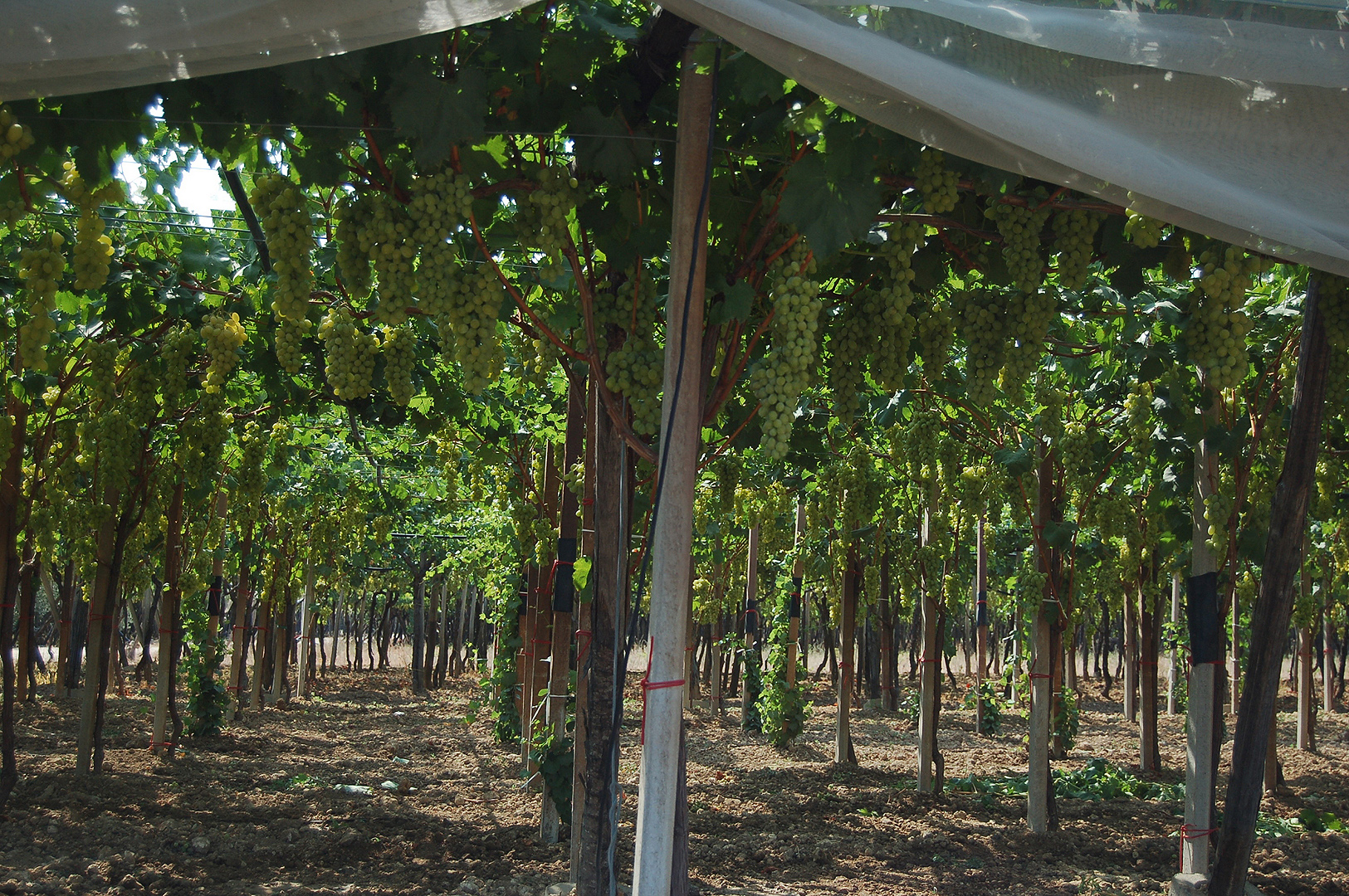 Teelt van tafeldruiven (Apuli, Itali), Cultivation of table-grapes (Apulia, Italy)