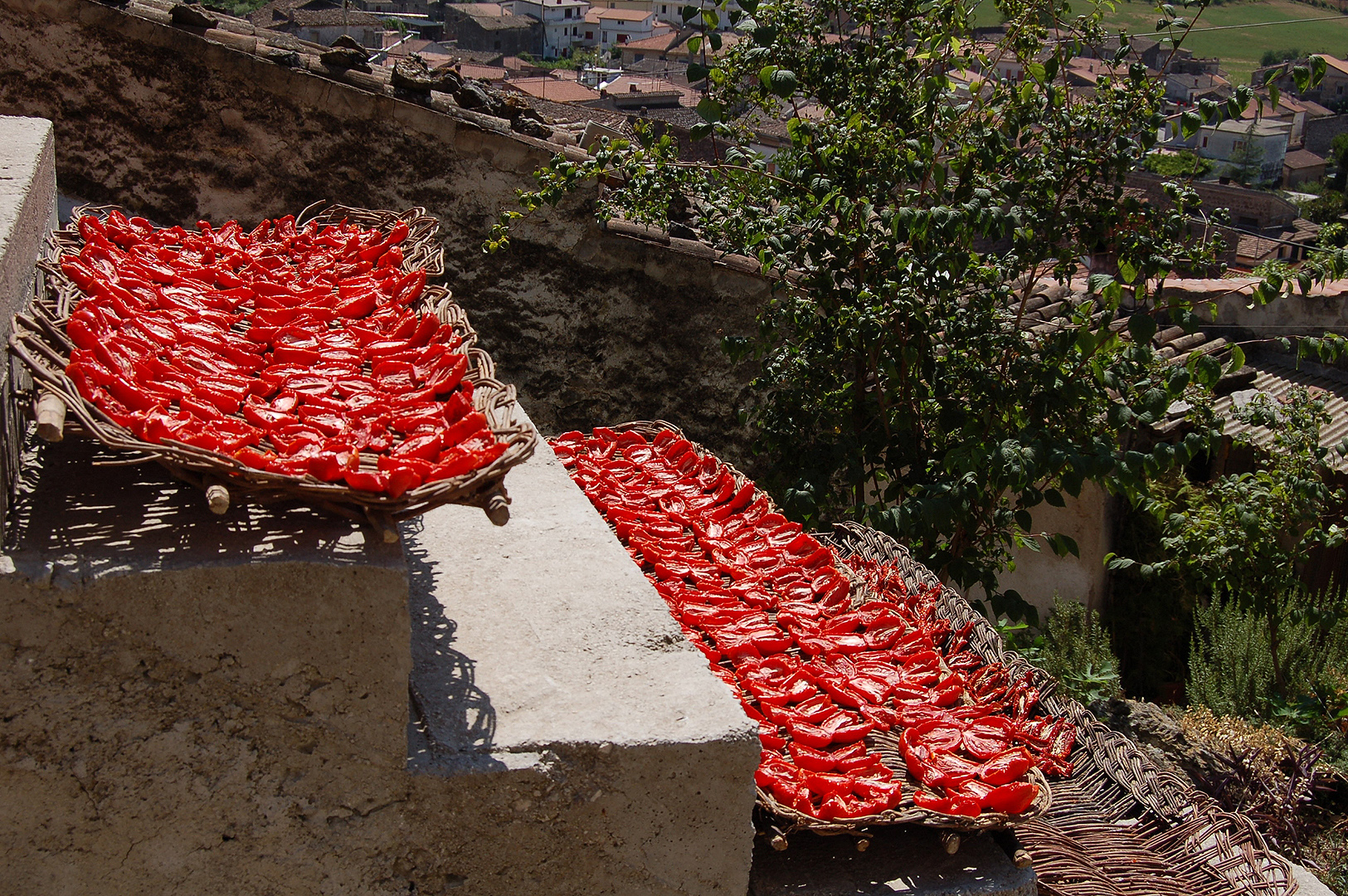 Tomaten drogen (Campani, Itali); Sun-dried tomatoes (Campania, Italy)