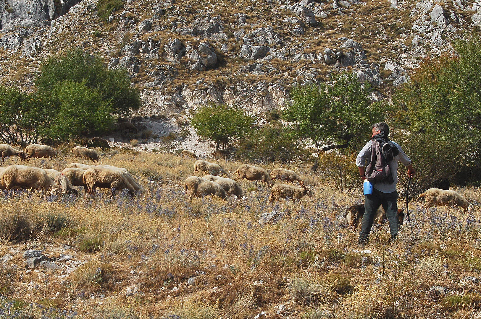 Schaapherder met kudde (Abruzzen, Itali), Shepherd with flock (Abruzzo, Italy)