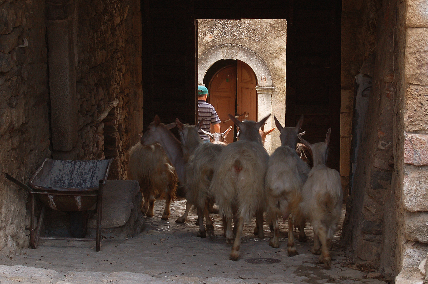 Geiten in Corvara (Abruzzen, Itali), Goats in Corvara (Abruzzo, Italy)