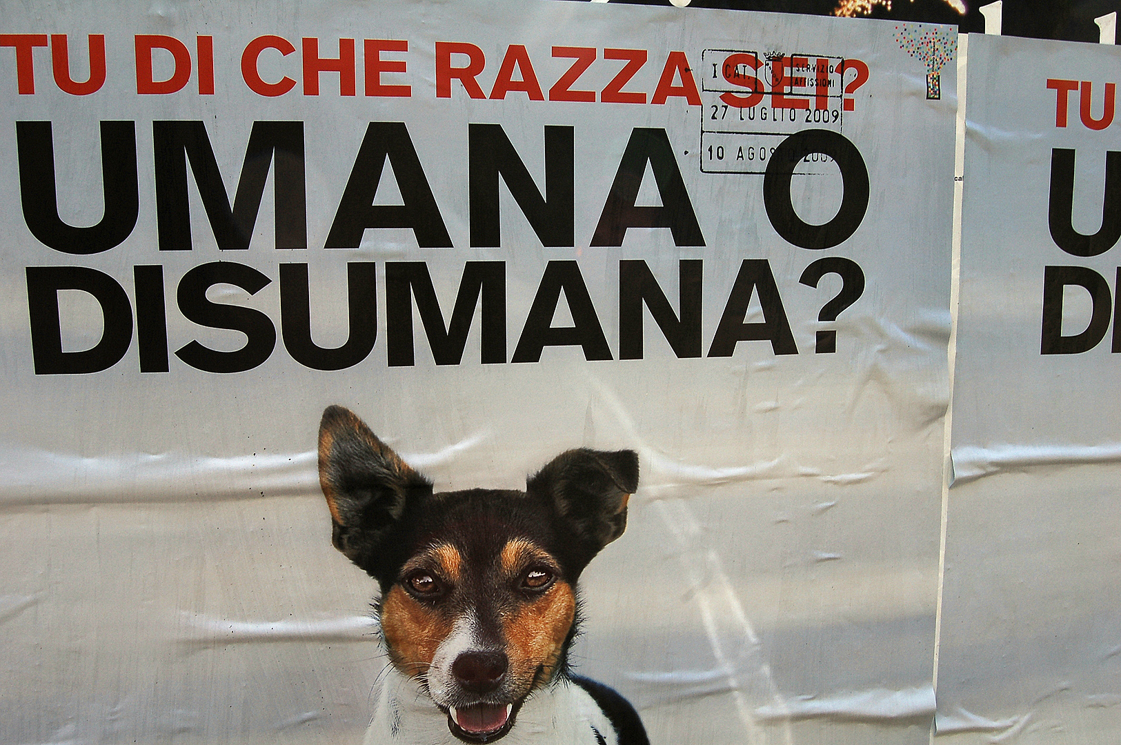 Wat voor soort ben jij? Rome, Itali�., Tu di che razza sei? Rome, Italy.