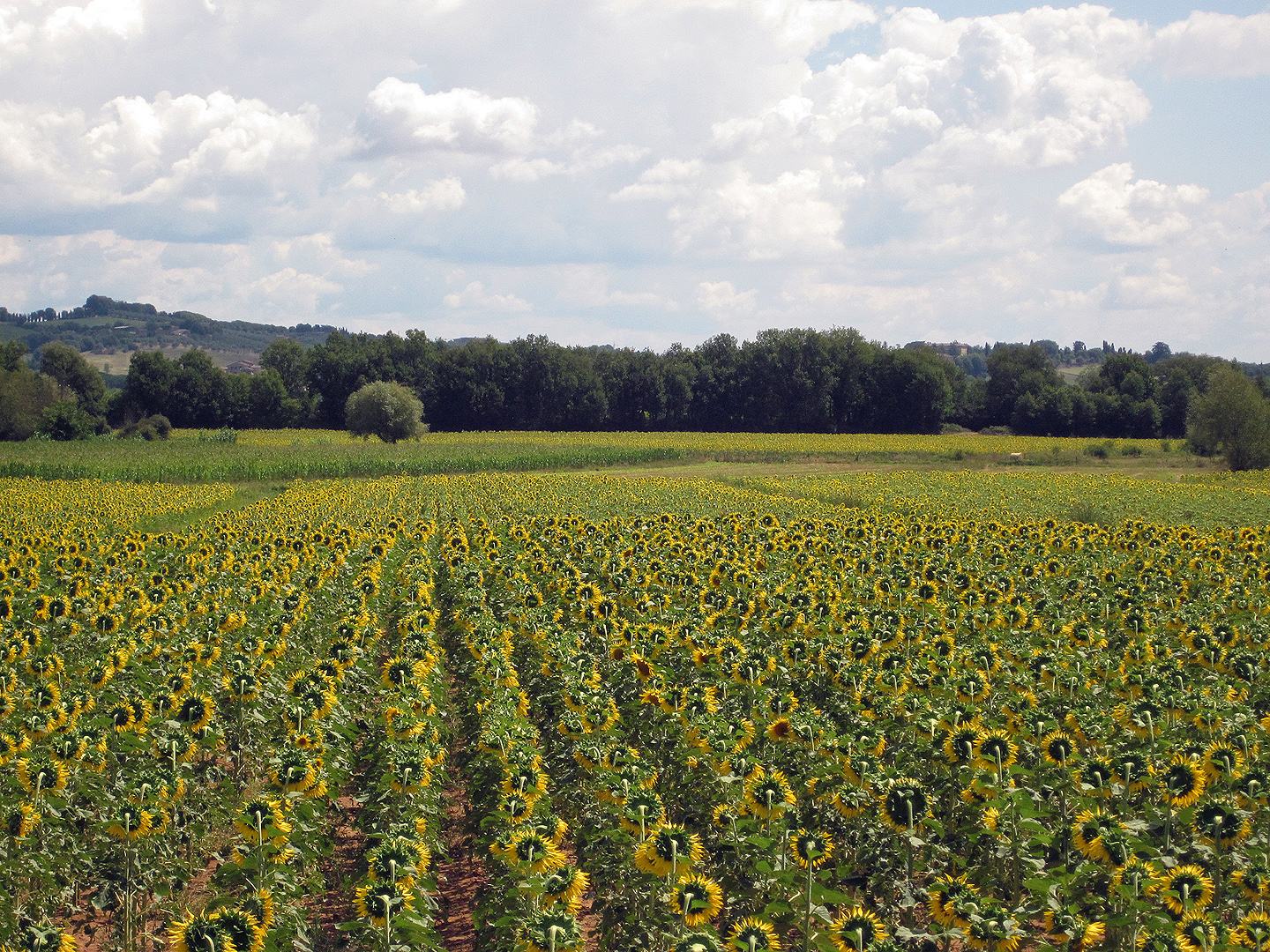 Zonnebloemen in Toscane, Itali, Sunflowers in Tuscany, Italy