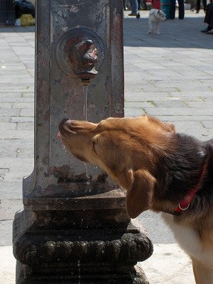 Drinkende hond (Veneti, Itali); Drinking dog (Venice, Italy)