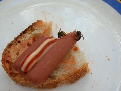 Wespen eten onze knakworst op, wasps eating our sausages