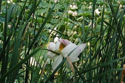Bloemen in park Demidoff (Vaglia, Toscane); Flowers in Park Demidoff (Vaglia, Tuscany)