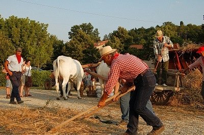 Dorsfeest (Vicchio, Toscane, Itali); Threshing feast (Vicchio, Tuscany, Italy)