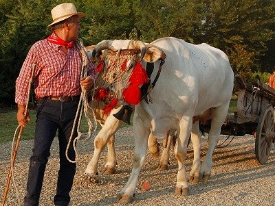 Ossenkar (Toscane, Itali), Ox cart (Tuscany, Italy)