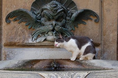 Drinkende kat (Florence, Italië), Drinking cat (Florence, Italy)