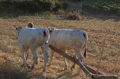 Boer traint runderen (Toscane, Itali); Peasant training oxen (Tuscany, Italy)