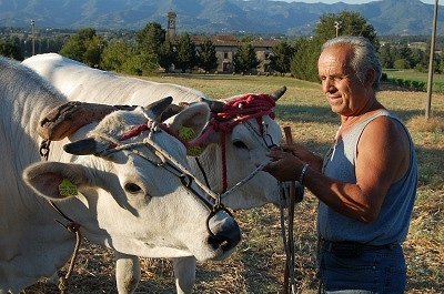 Boer traint runderen (Toscane, Italië); Peasant training oxen (Tuscany, Italy)