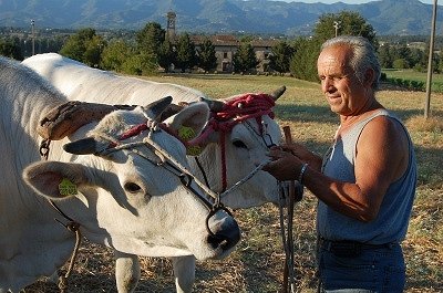 Boer traint runderen (Toscane, Itali); Peasant training oxen (Tuscany, Italy)