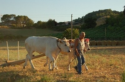 Boer traint runderen (Toscane, Itali), Peasant training oxen (Tuscany, Italy)