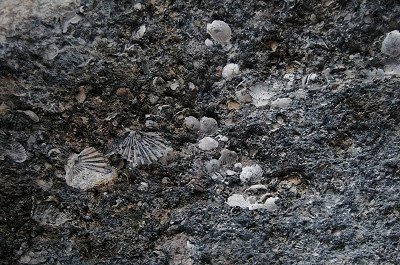Fossils (Apulië, Italië); Fossielen (Apulia, Italy)