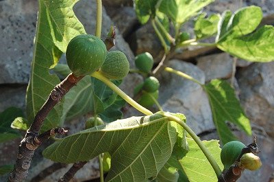 Vijgen (Apuli�, Itali�); Figs (Apulia, Italy)