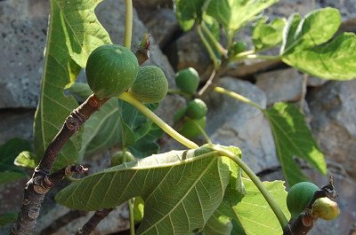Vijgen (Apulië, Italië); Figs (Apulia, Italy)