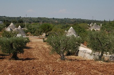 Olijfboomgaarden (Apuli�, Itali�); Olive groves (Apulia, Italy)