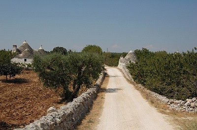 Olijfboomgaarden (Apuli�, Itali�); Olive groves (Apulia, Italy)