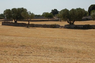 Olijfboomgaarden (Apuli�, Itali�); Olive groves (Apulia, Italy)