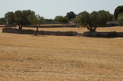 Olijfboomgaarden (Apuli, Itali), Olive groves (Apulia, Italy)