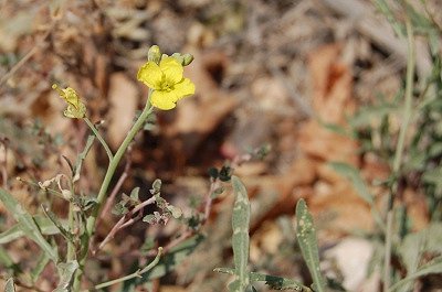 Wilde raketsla (Apuli, Itali); Wild rocket salad (Apulia, Italy)