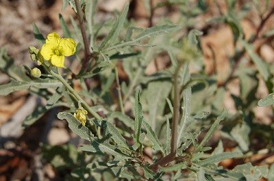 Wilde raketsla (Apuli, Itali); Wild rocket salad (Apulia, Italy)