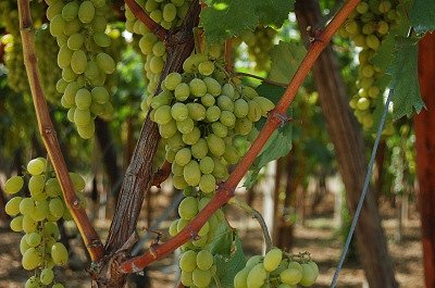 Teelt van tafeldruiven (Apulië, Italië); Cultivation of table-grapes (Apulia, Italy)