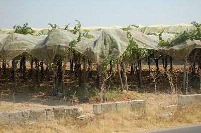 Teelt van tafeldruiven (Apuli, Itali); Cultivation of table-grapes (Apulia, Italy)