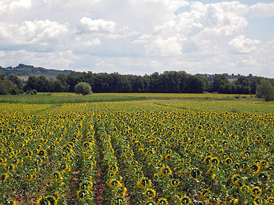 Zonnebloemen in Toscane, Itali; Sunflowers in Tuscany, Italy