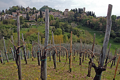 Wijngaard in Asolo (TV, Veneto, Itali), Vineyard in Asolo (TV, Veneto, Italy)