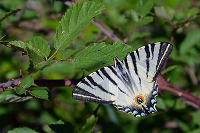 Koningspage, Garfagnana, Toscane, Itali�; Scarce swallowtail, Garfagnana, Tuscany, Italy