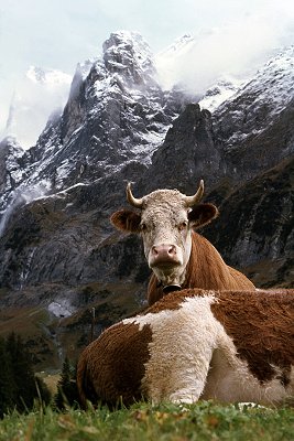 Koeien in de Zwitserse Alpen, Cows in the Swiss Alps, Switzerland