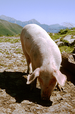 De Alpen rond het Comomeer (Lombardije, Itali), The Alps around Lake Como (Lombardy, Italy)