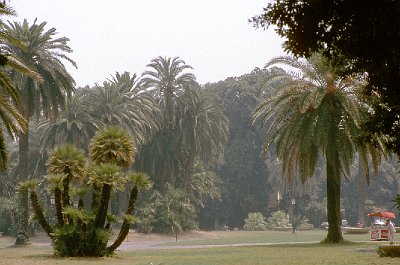 Park van Capodimonte, Napels (Campani); Capodimonte Park, Naples (Campania, Italy)