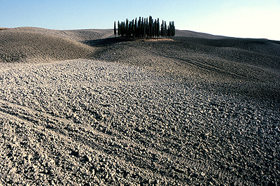 Cipressen in Toscane, Itali, Cypresses in Tuscany, Italy