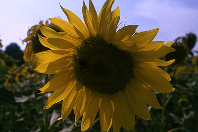 Zonnebloem in Toscane; Sunflower in Tuscany