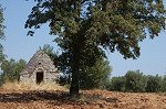 Trullo bij Alberobello (Apuli, Itali); Trullo near Alberobello (Apulia, Italy)