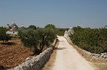 Olijfboomgaarden (Apuli, Itali); Olive groves (Apulia, Italy)
