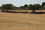 Olijfboomgaarden (Apuli, Itali); Olive groves (Apulia, Italy)