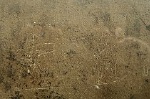 Graffiti, Pompeii; Graffiti, Pompeii