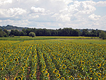Zonnebloemen in Toscane, Itali; Sunflowers in Tuscany, Italy