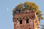Torre Guinigi, Lucca, Toscane, Itali; Torre Guinigi, Lucca, Tuscany, Italy